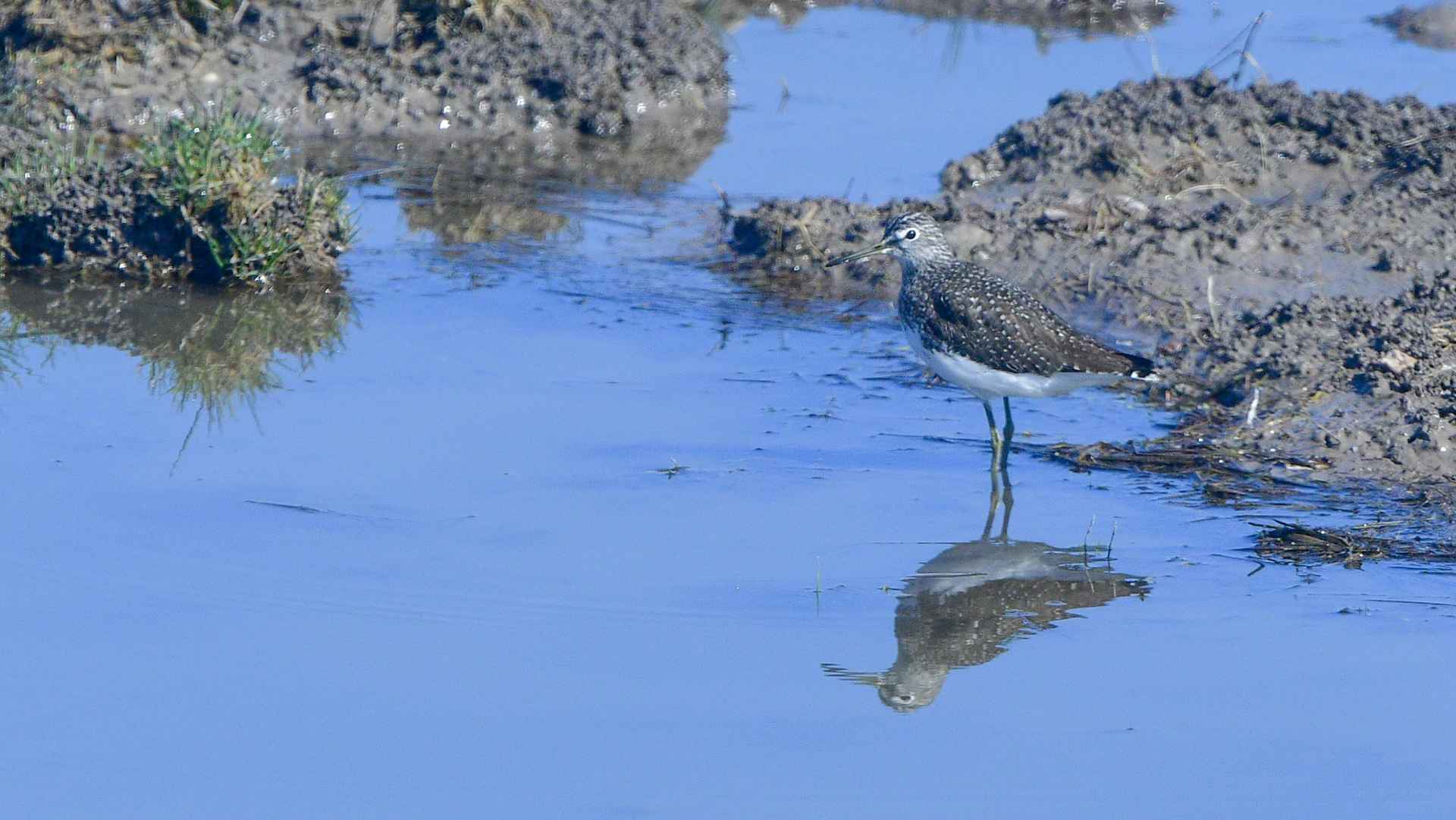 Green Sandpiper